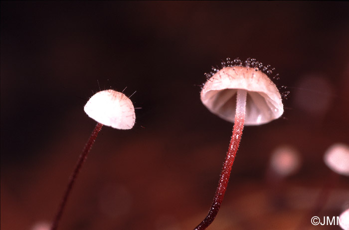 Marasmius hudsonii