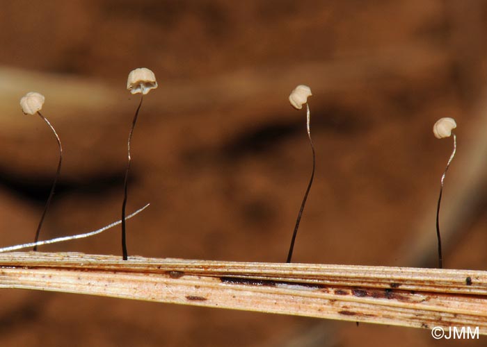 Marasmius limosus