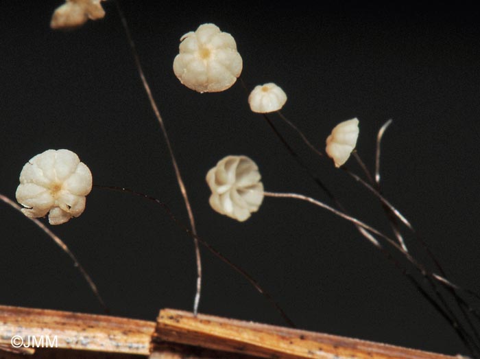 Marasmius limosus