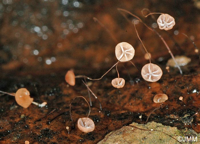 Marasmius minutus