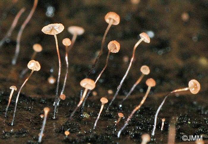 Marasmius minutus