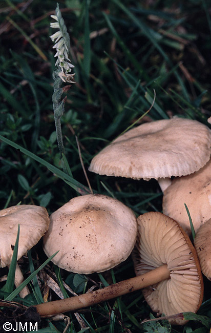 Spiranthes spiralis et Marasmius oreades