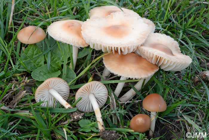 Marasmius oreades