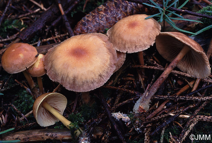 Gymnopus peronatus