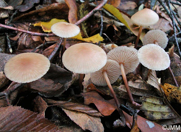 Marasmius querceus