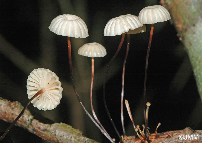 Marasmius rotula