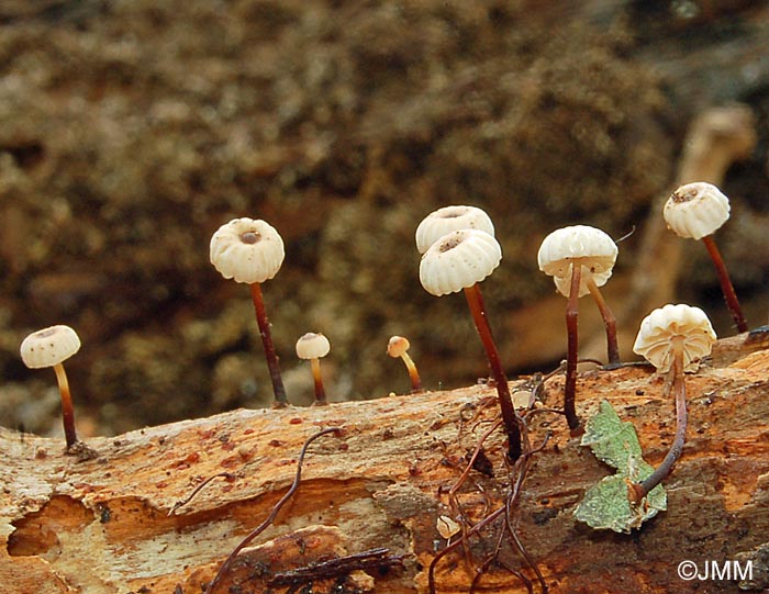 Marasmius rotula