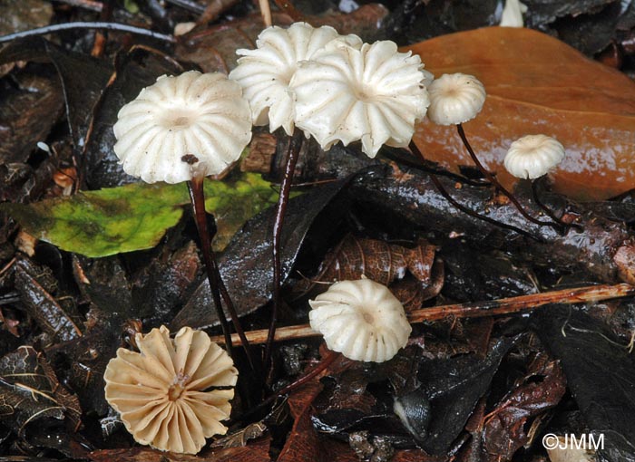 Marasmius rotula