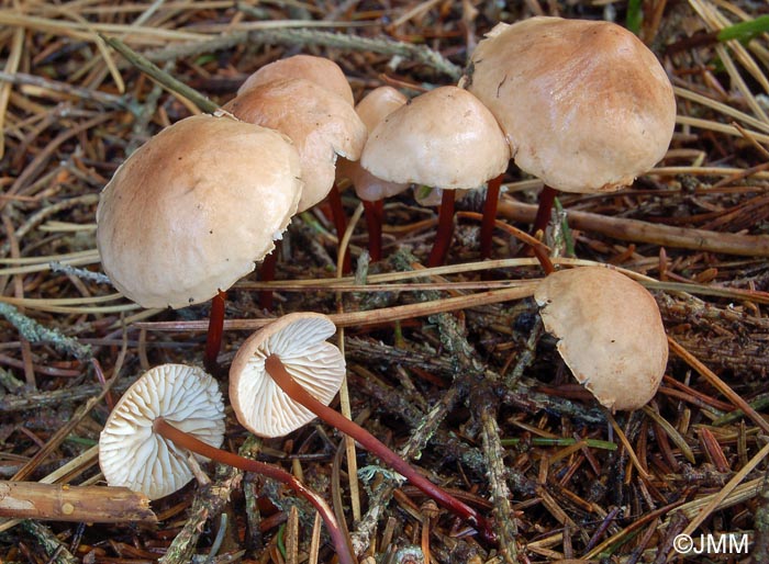 Marasmius scorodonius