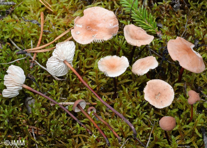 Marasmius scorodonius