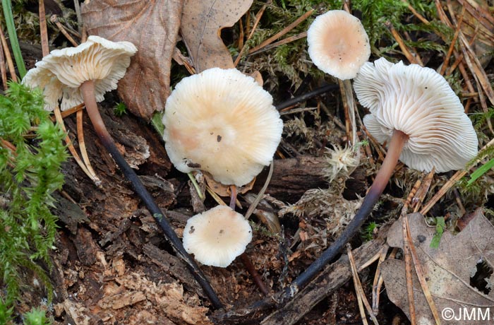 Marasmius scorodonius