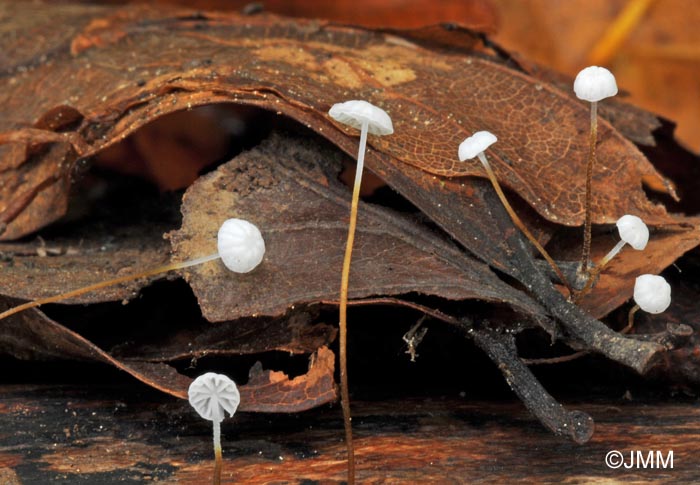 Marasmius setosus