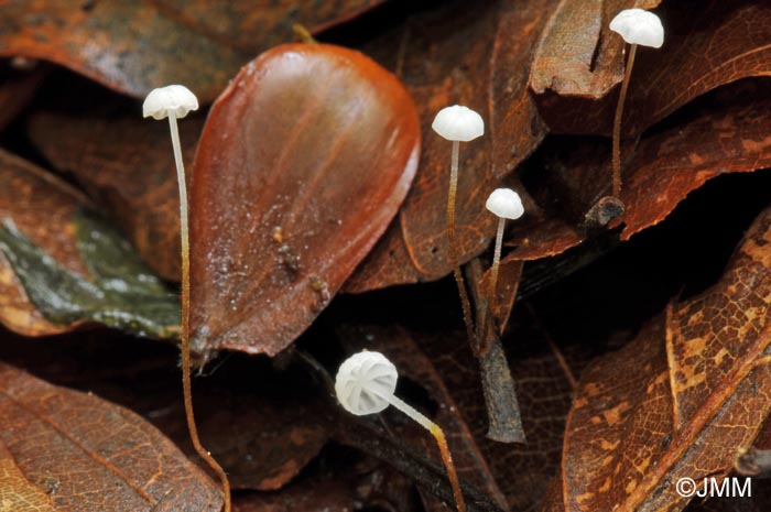 Marasmius setosus