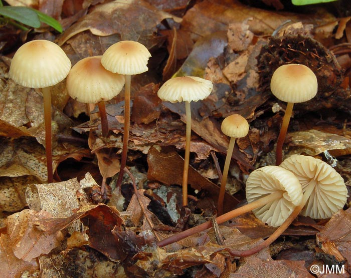 Marasmius torquescens