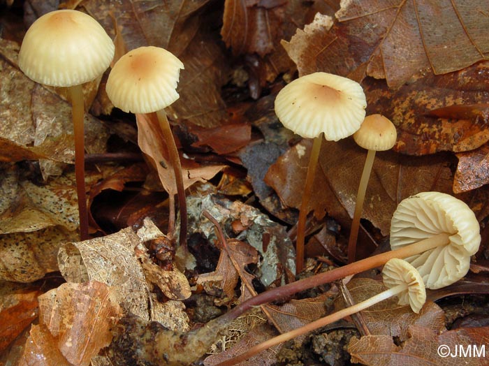 Marasmius torquescens