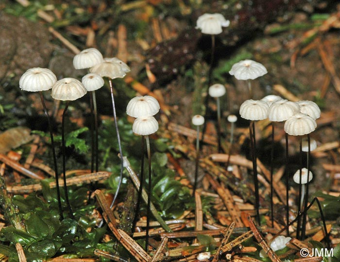 Marasmius wettsteinii = Marasmius bulliardii f. acicola