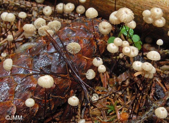 Marasmius wettsteinii = Marasmius bulliardii f. acicola