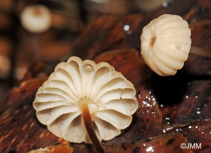 Marasmius wettsteinii : lames et collarium