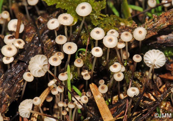 Marasmius wettsteinii = Marasmius bulliardii f. acicola