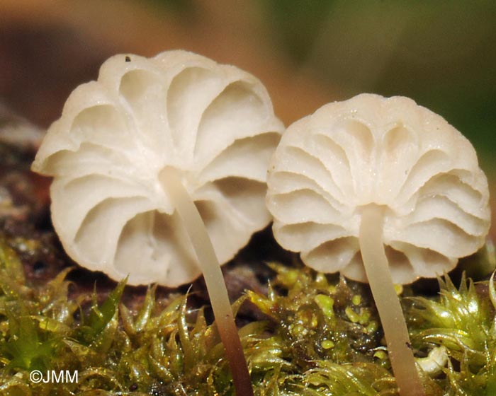 Marasmius wettsteinii : lames et collarium