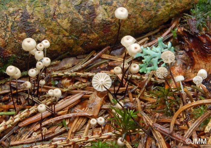 Marasmius wettsteinii = Marasmius bulliardii f. acicola