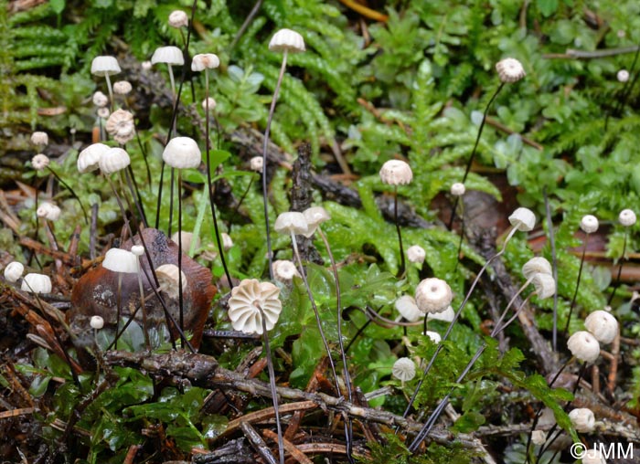 Marasmius wettsteinii = Marasmius bulliardii f. acicola