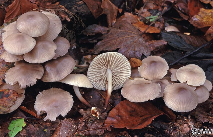 Marasmius wynneae