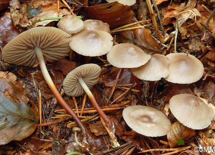 Marasmius wynneae