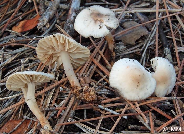 Marasmius wynneae f. carpathicus