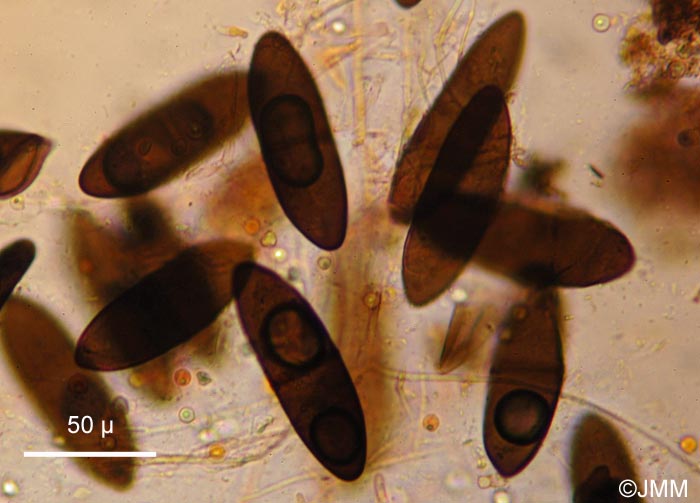 Massaria inquinans : spores