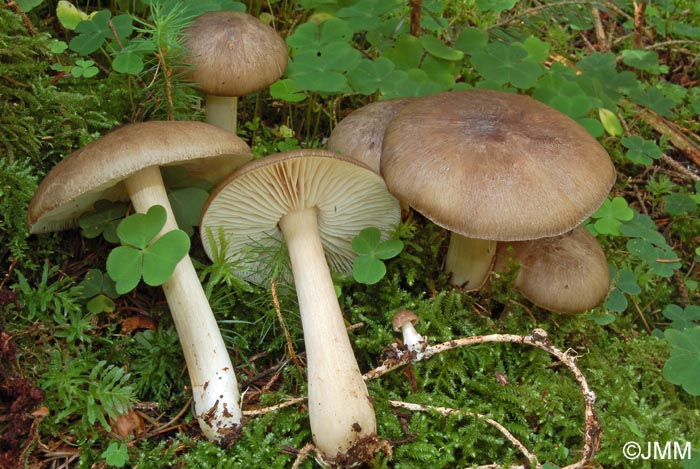 Megacollybia platyphylla