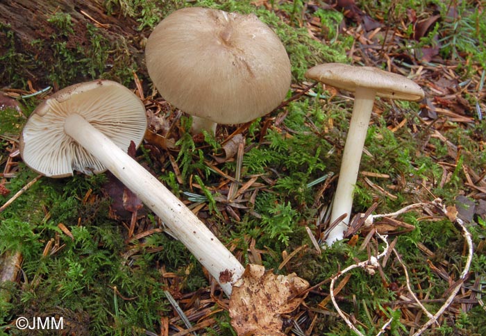 Megacollybia platyphylla