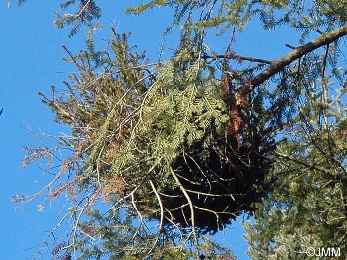 Melampsorella caryophyllacearum : balais de sorcire