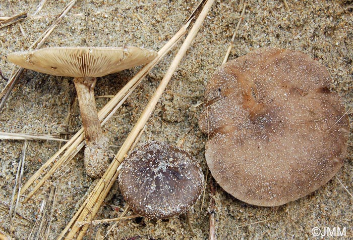 Melanoleuca cinereifolia