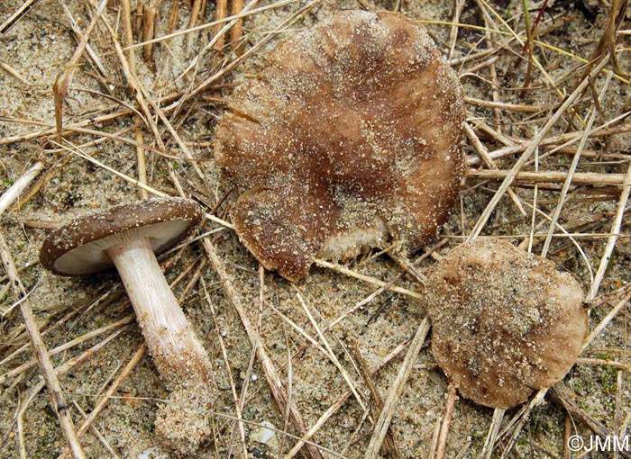 Melanoleuca cinereifolia