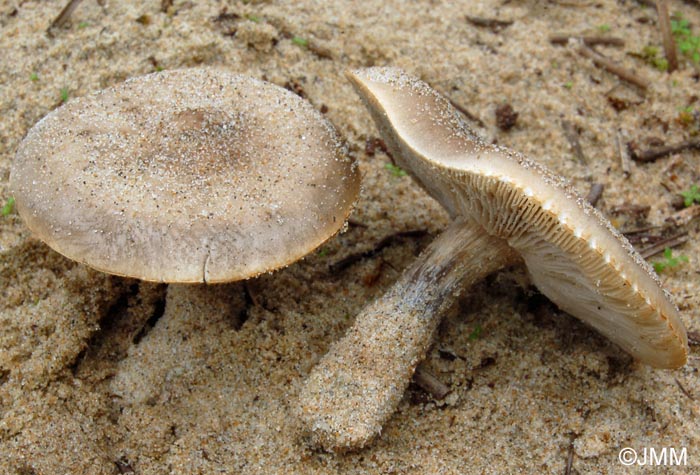 Melanoleuca cinereifolia