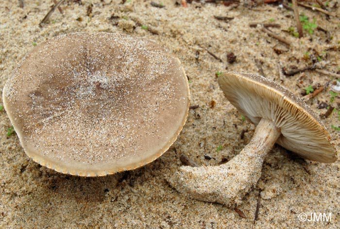 Melanoleuca cinereifolia