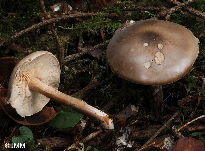 Melanoleuca cognata