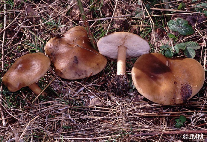 Melanoleuca cognata