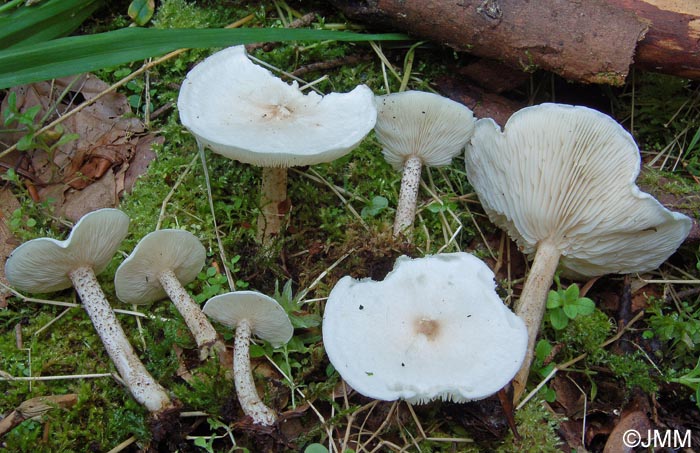 Melanoleuca verrucipes