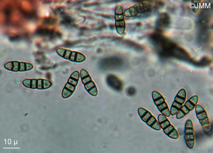 Melanomma pulvis-pyrius : spores