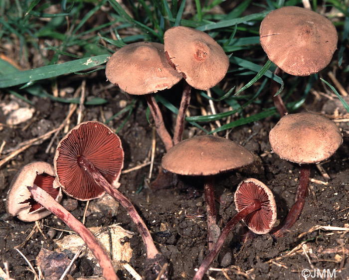 Melanophyllum haematospermum