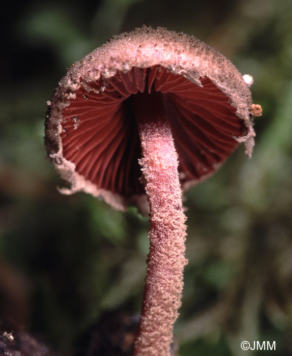 Melanophyllum haematospermum