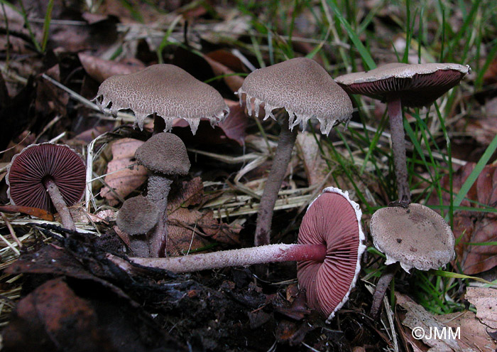 Melanophyllum haematospermum