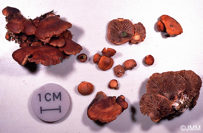 Melanotus hepatochrous = Psilocybe hepatochrous