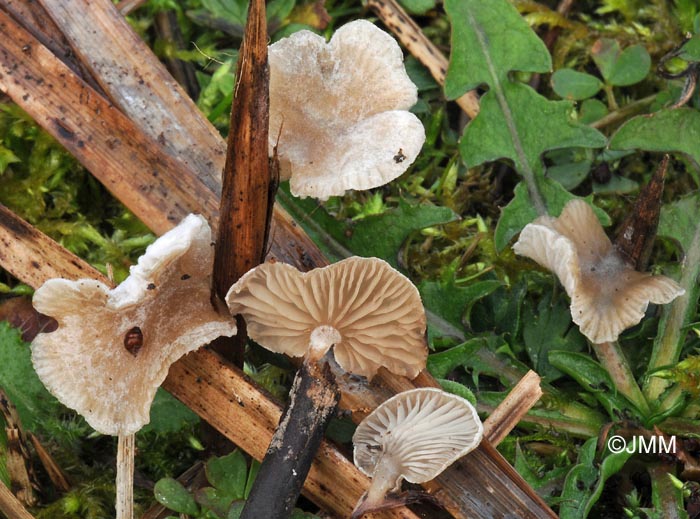 Melanotus phillipsii = Psilocybe phillipsii