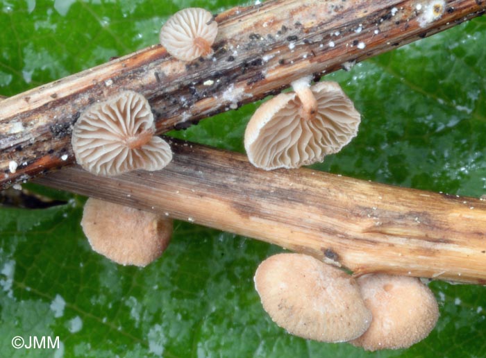 Melanotus phillipsii = Psilocybe phillipsii