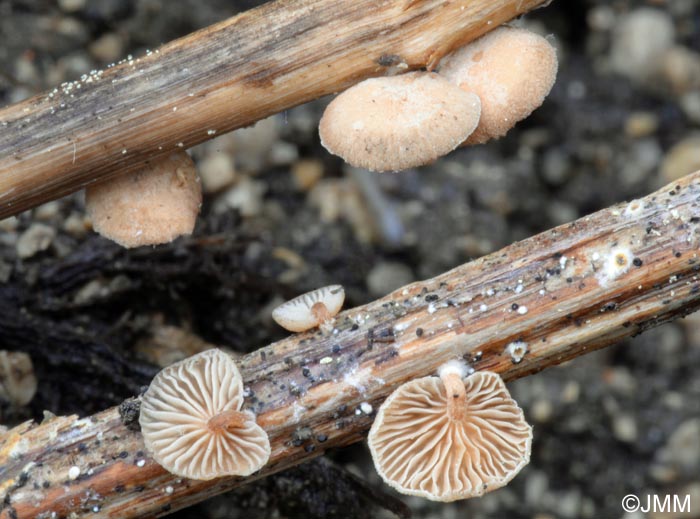 Melanotus phillipsii = Psilocybe phillipsii