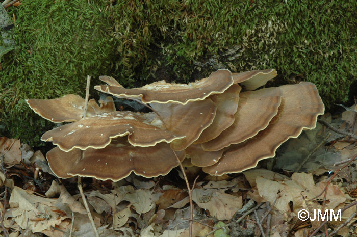 Meripilus giganteus