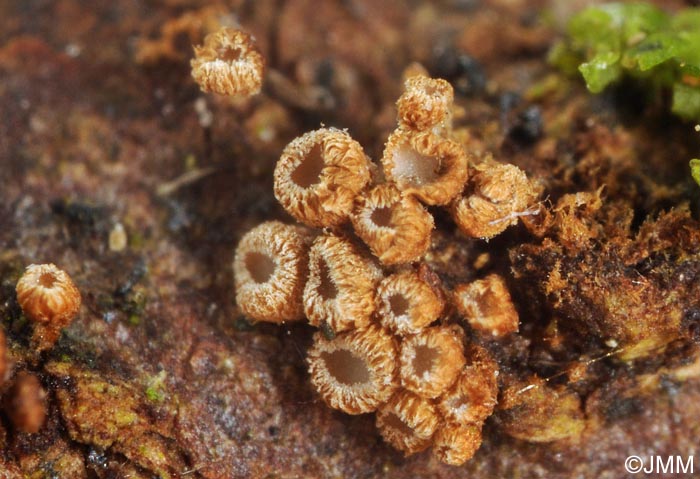 Merismodes anomala = Cyphellopsis anomala